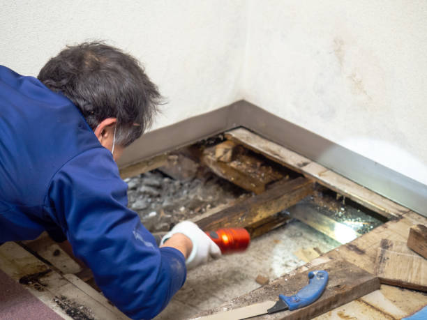 Best Emergency Mold Removal  in Hull, IA
