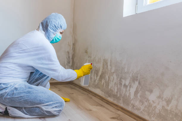 Best Attic Mold Removal  in Hull, IA