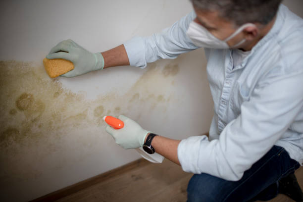 Best Mold Removal Company Near Me  in Hull, IA