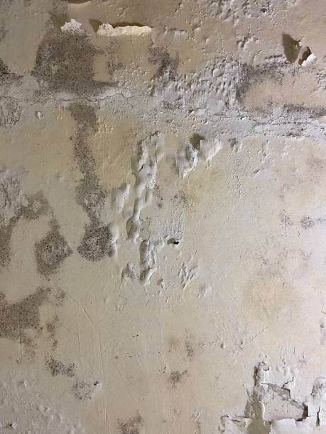 Best Mold Cleaning Services  in Hull, IA
