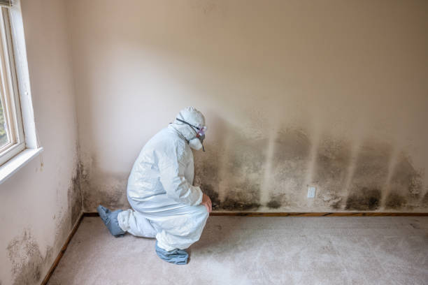 Best Commercial Mold Removal  in Hull, IA