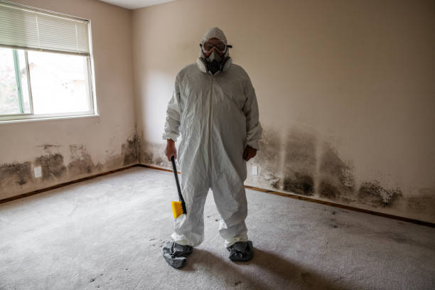 Best Office Mold Removal Services  in Hull, IA