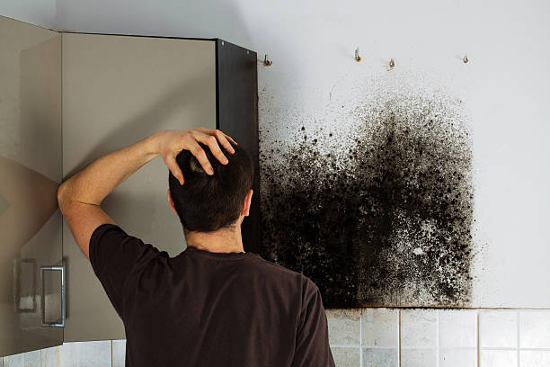 Best Attic Mold Removal  in Hull, IA