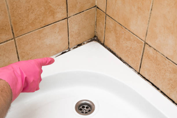 Attic Mold Removal in Hull, IA